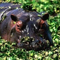 Like a Duck in Water, Hippopotamus